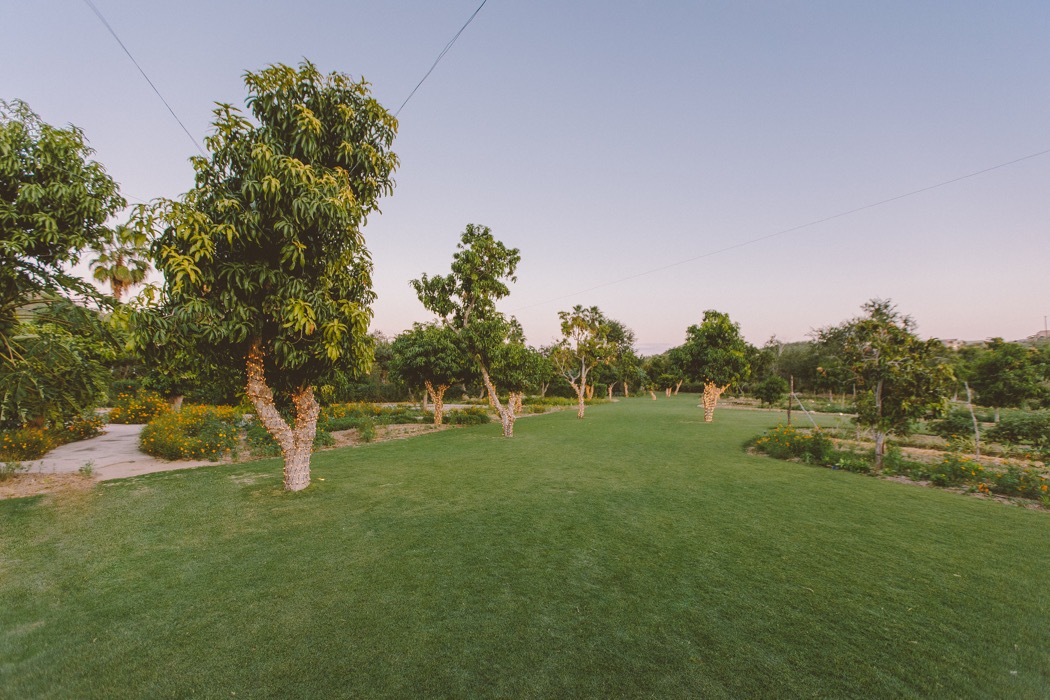 Welcome to the Mango Grove at Flora Farms